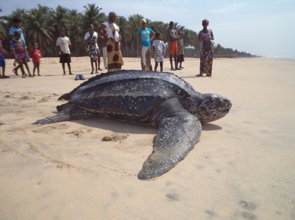 Conservation of sea turtles in Côte d’Ivoire - Fondation Ensemble