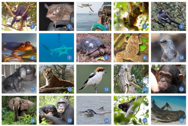 20 new ‘threatened animal species’ projects selected in 2017 ...