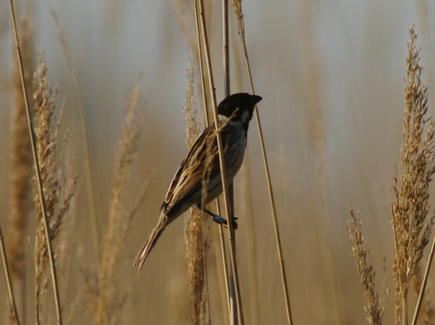 Sauvegarde De Deux Espèces Doiseaux Endémiques Du Pourtour