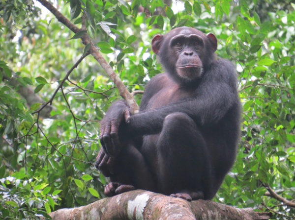 Protection of a chimpanzee community in the Taï National Park through