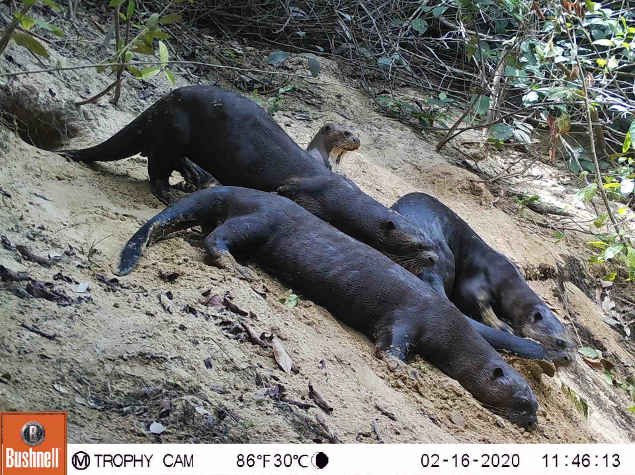 Capacity Building To Conserve Otters And Wetlands In Guyana Fondation Ensemble