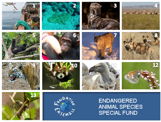 endangered species of animals collage