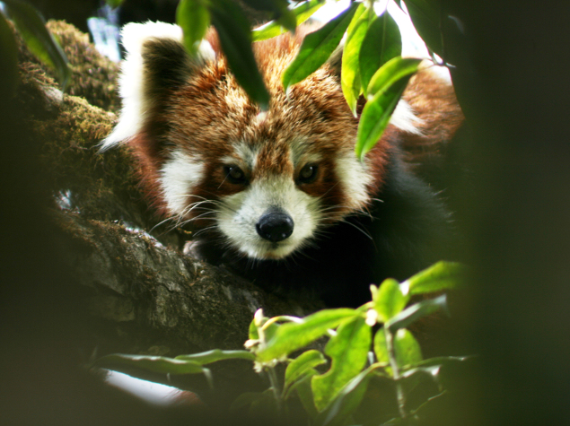 Protecting Red Panda through community involvement - Fondation Ensemble